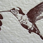 _0003_portillo_janssen_hummingbird2 _0003_portillo_janssen_hummingbird2